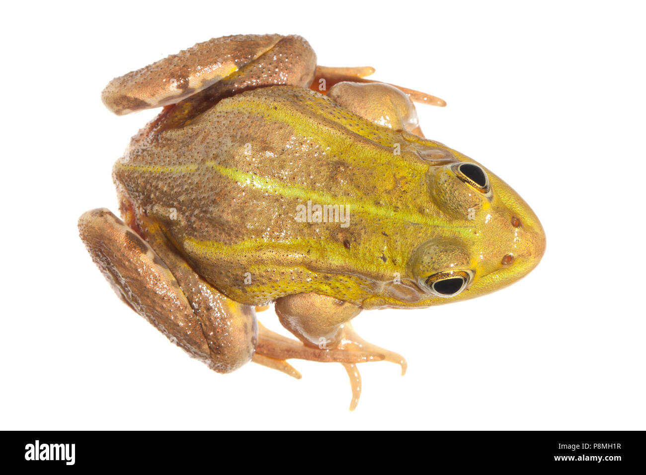 Rana piscina isolata contro uno sfondo bianco Foto Stock