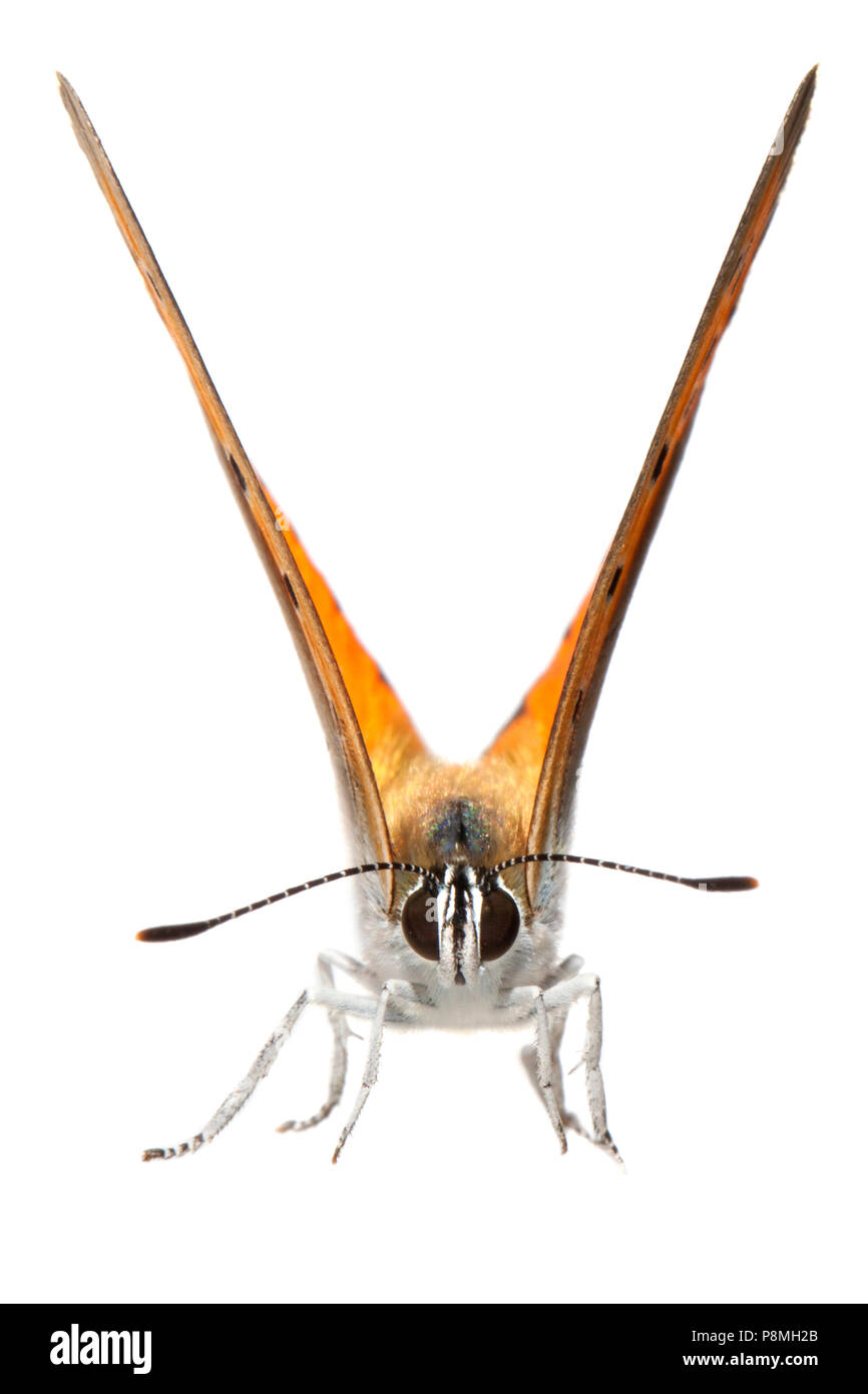 Maschio in rame di grandi dimensioni isolata contro uno sfondo bianco Foto Stock