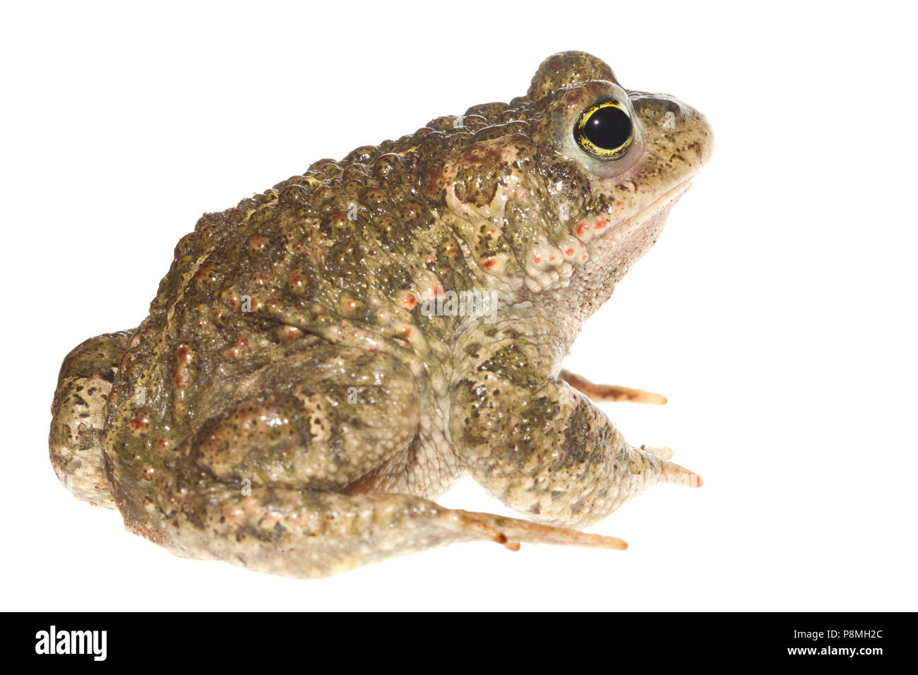 Il rospo natterjack isolata contro uno sfondo bianco Foto Stock