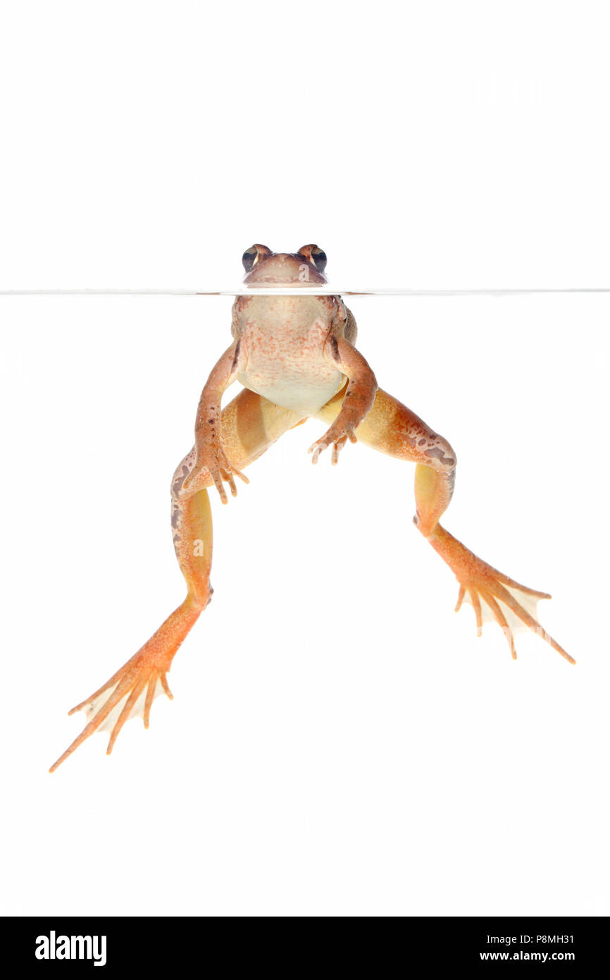 Rana agile in acqua isolata contro uno sfondo bianco Foto Stock