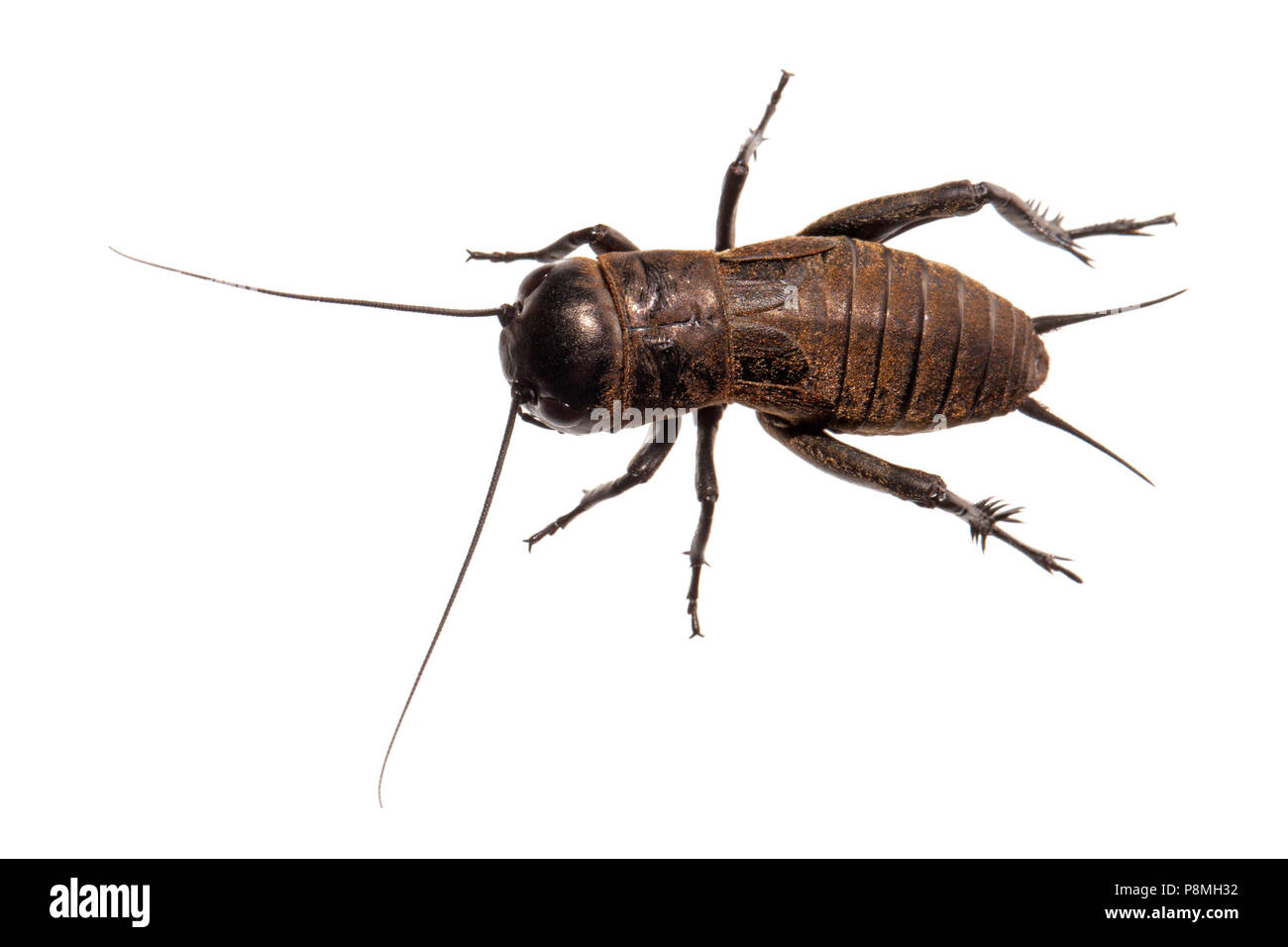 Campo cricket isolata contro uno sfondo bianco Foto Stock