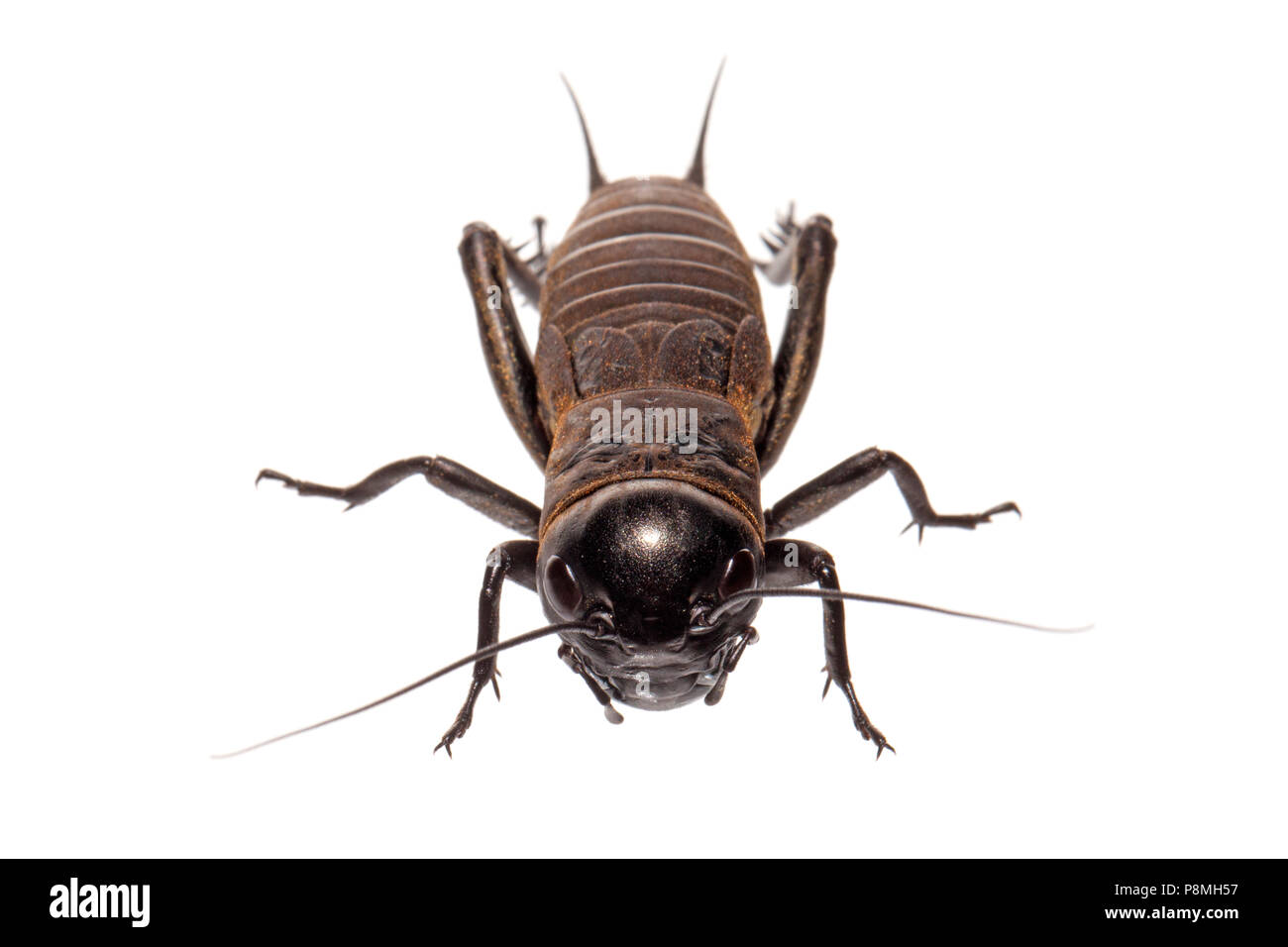 Campo cricket isolata contro uno sfondo bianco Foto Stock