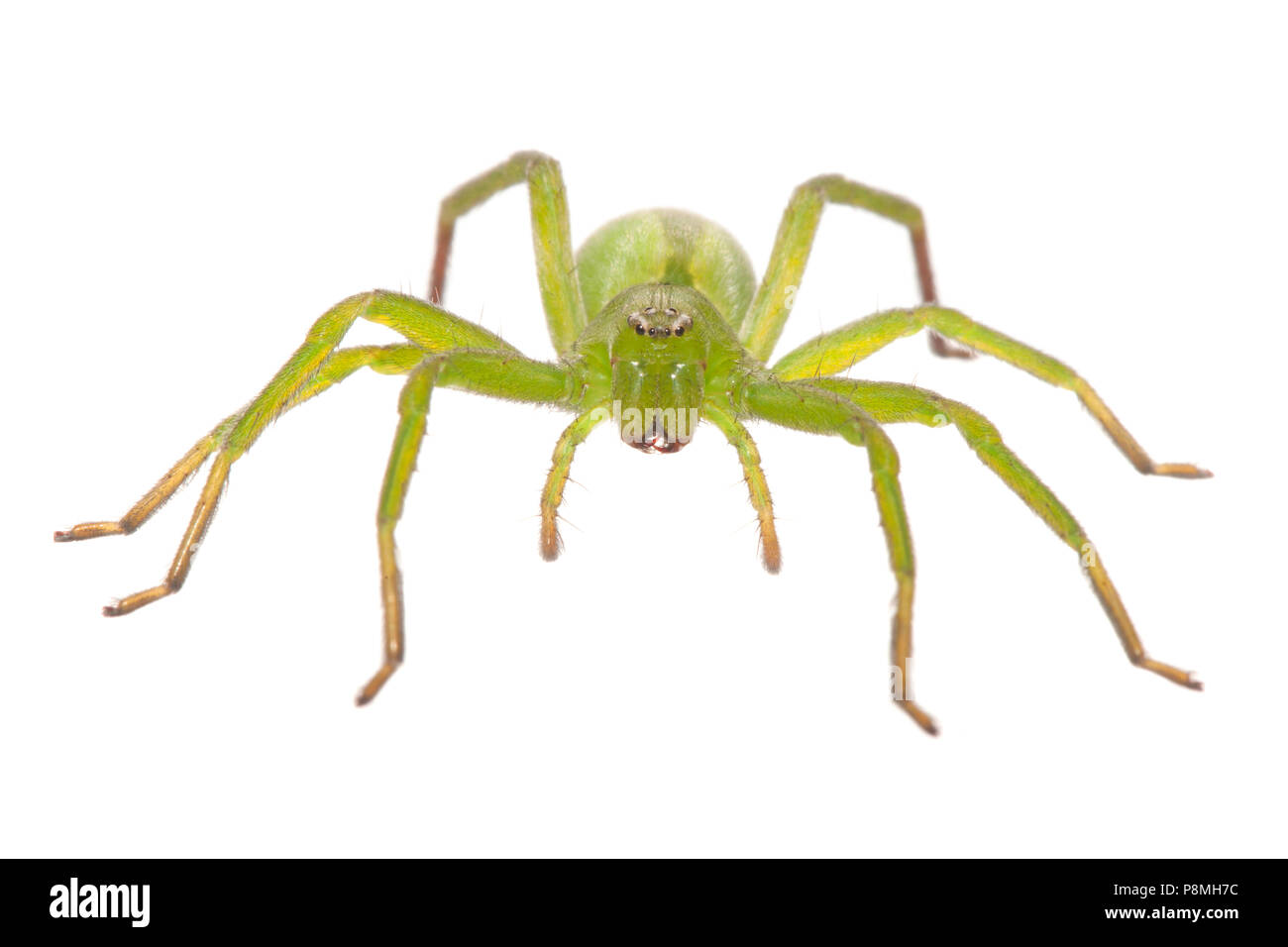 Green hunter spider isolata contro uno sfondo bianco Foto Stock