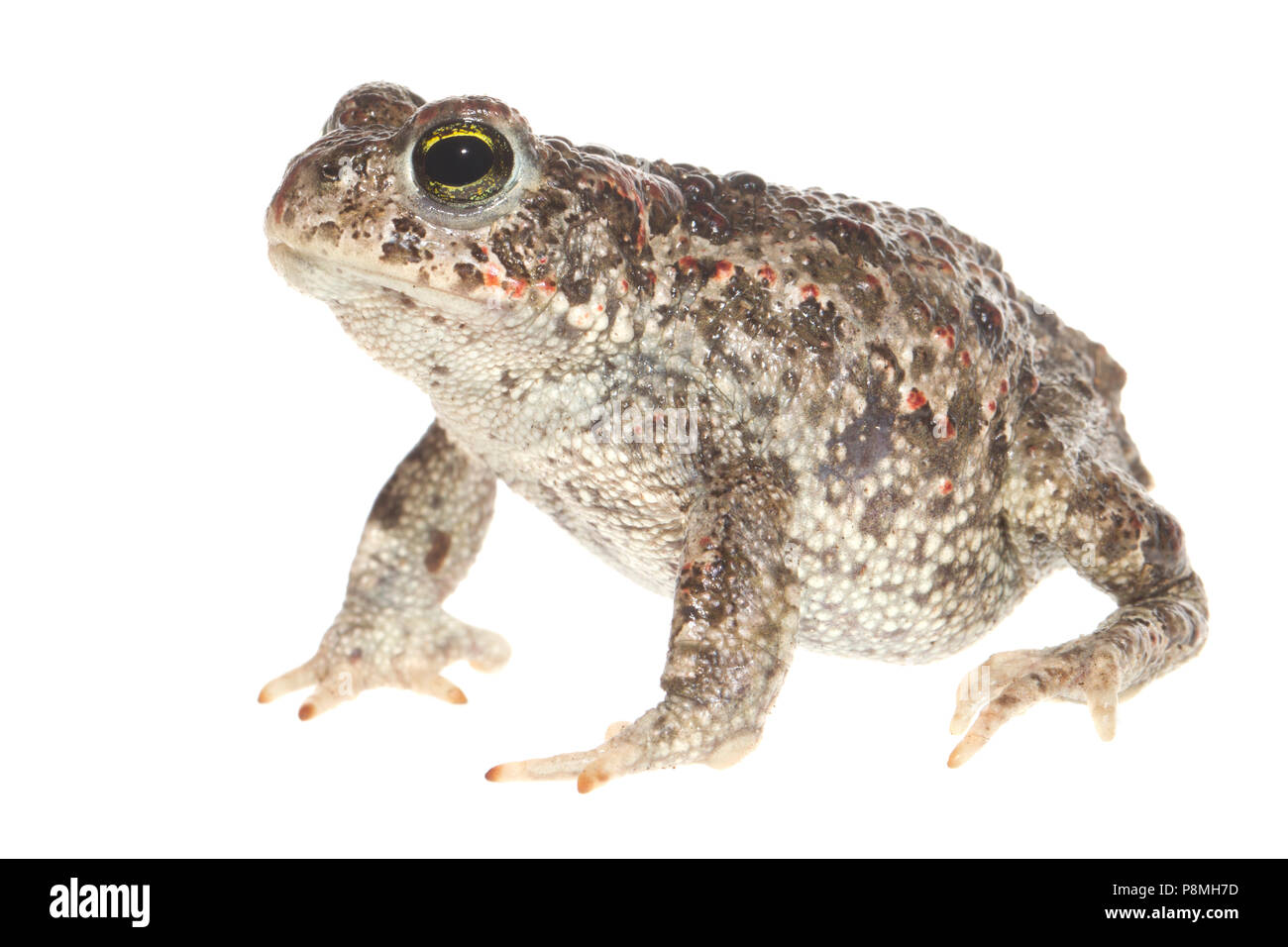 Il rospo natterjack isolata contro uno sfondo bianco Foto Stock
