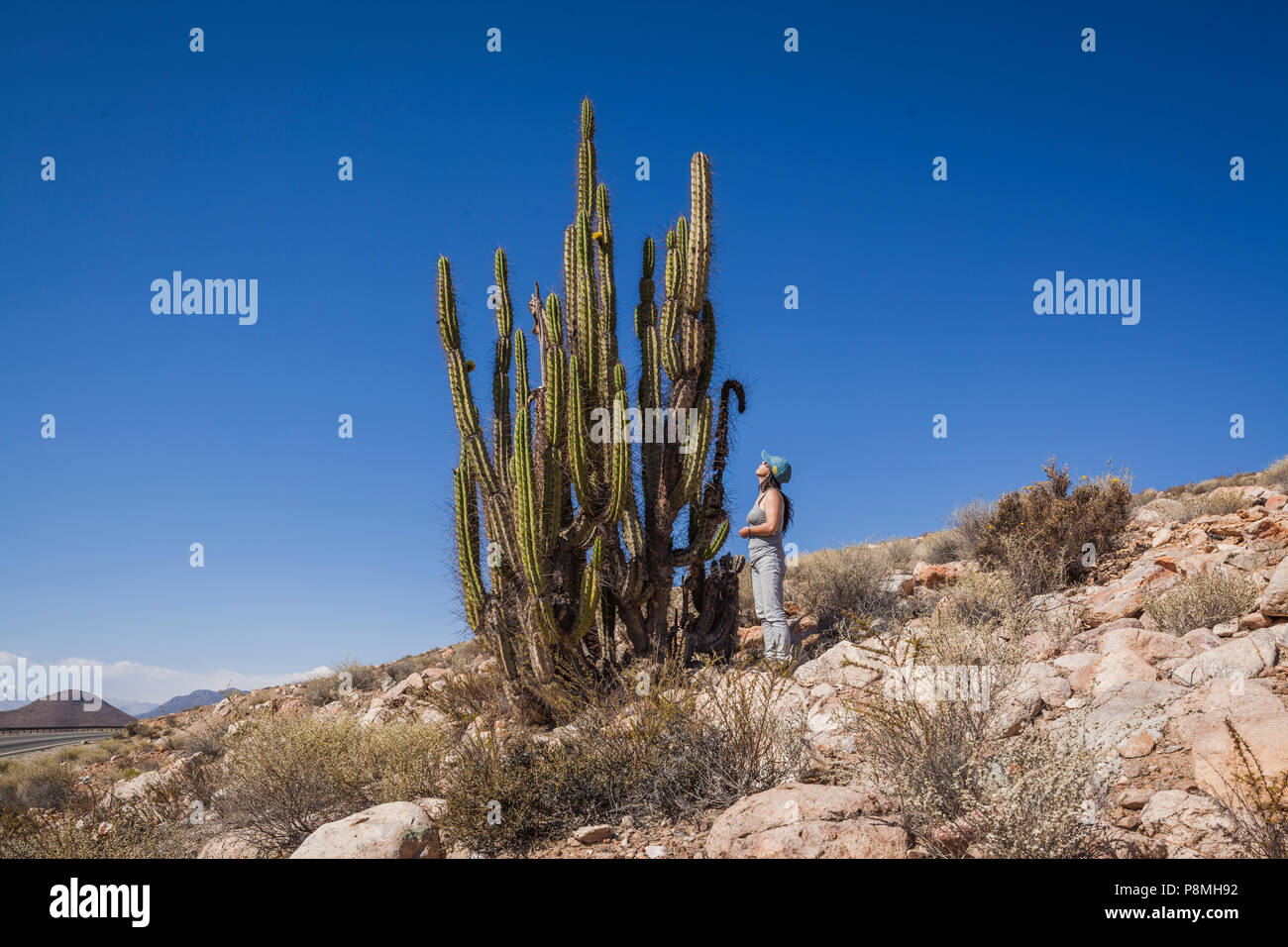 Corryocactus brevistylus cactus nel deserto di Atacama Foto Stock