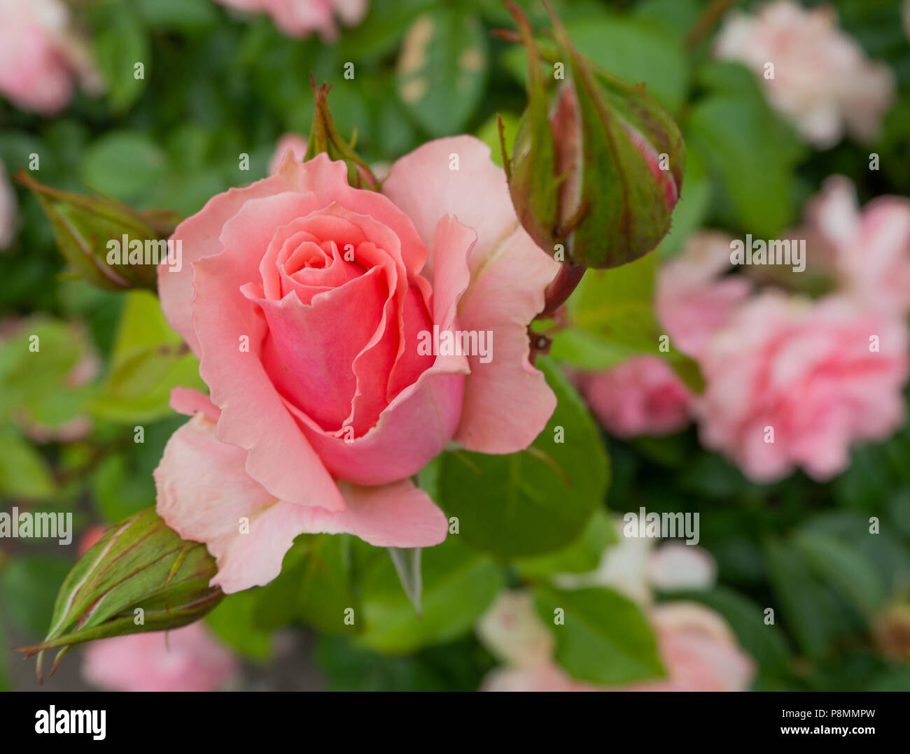 Una rosa metà fiore con boccioli di rosa Foto Stock