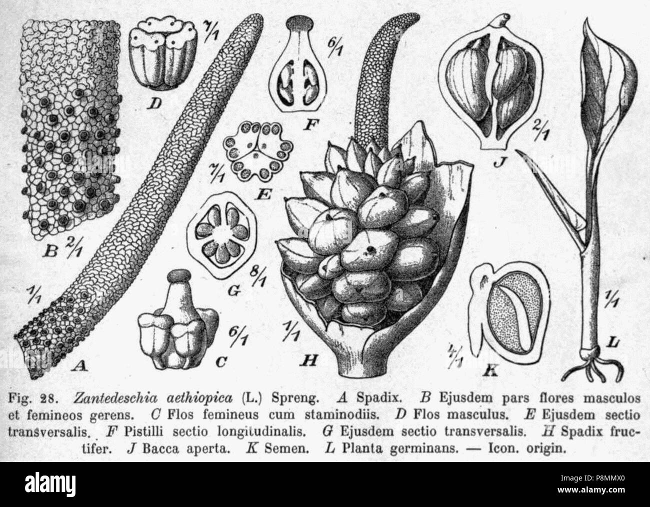 588 Zantedeschia aethiopica DPR Foto Stock