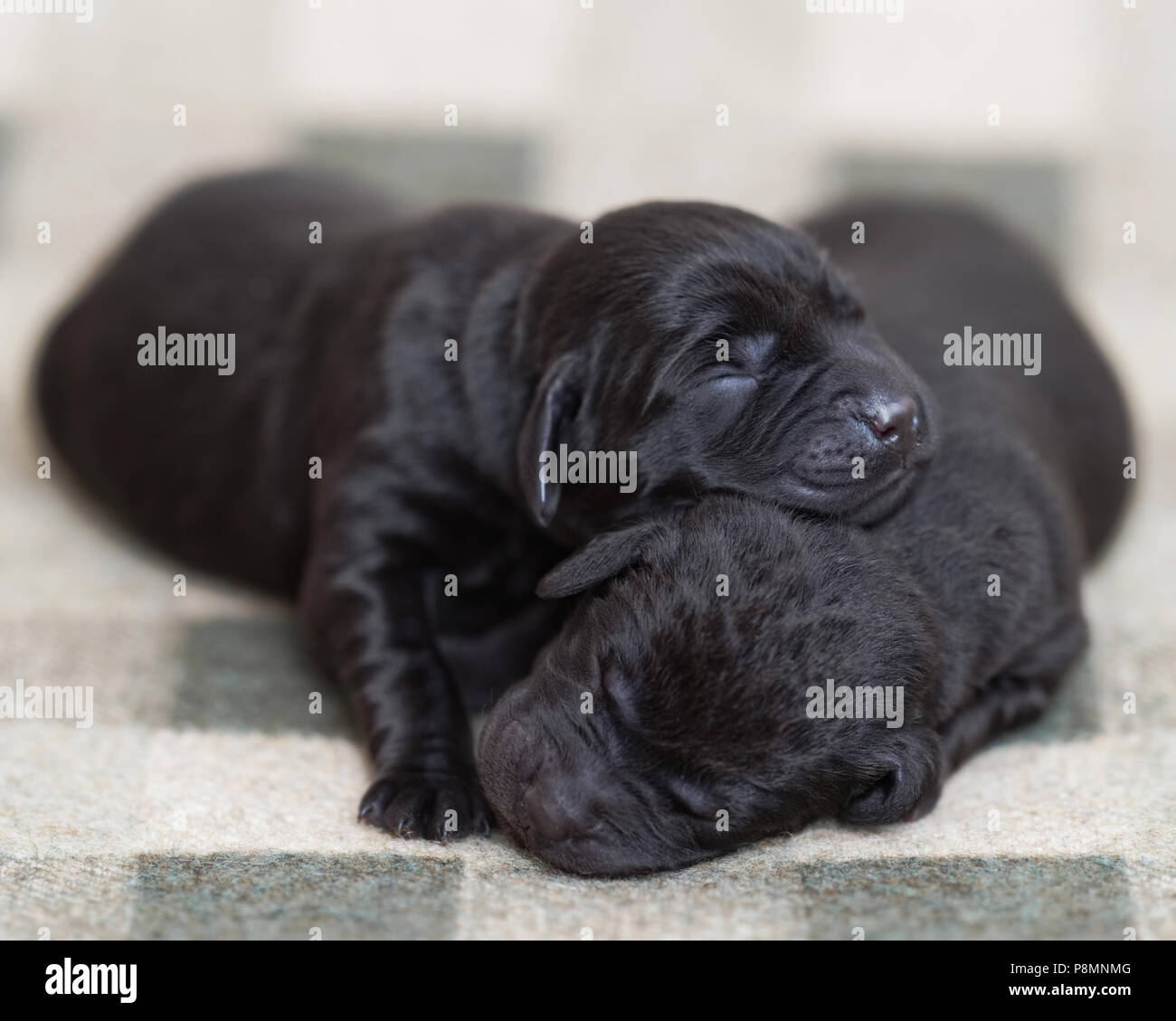 Cuccioli del Labrador nero. Il cucciolo sta dormendo insieme come amici fratelli molto carini. Foto Stock