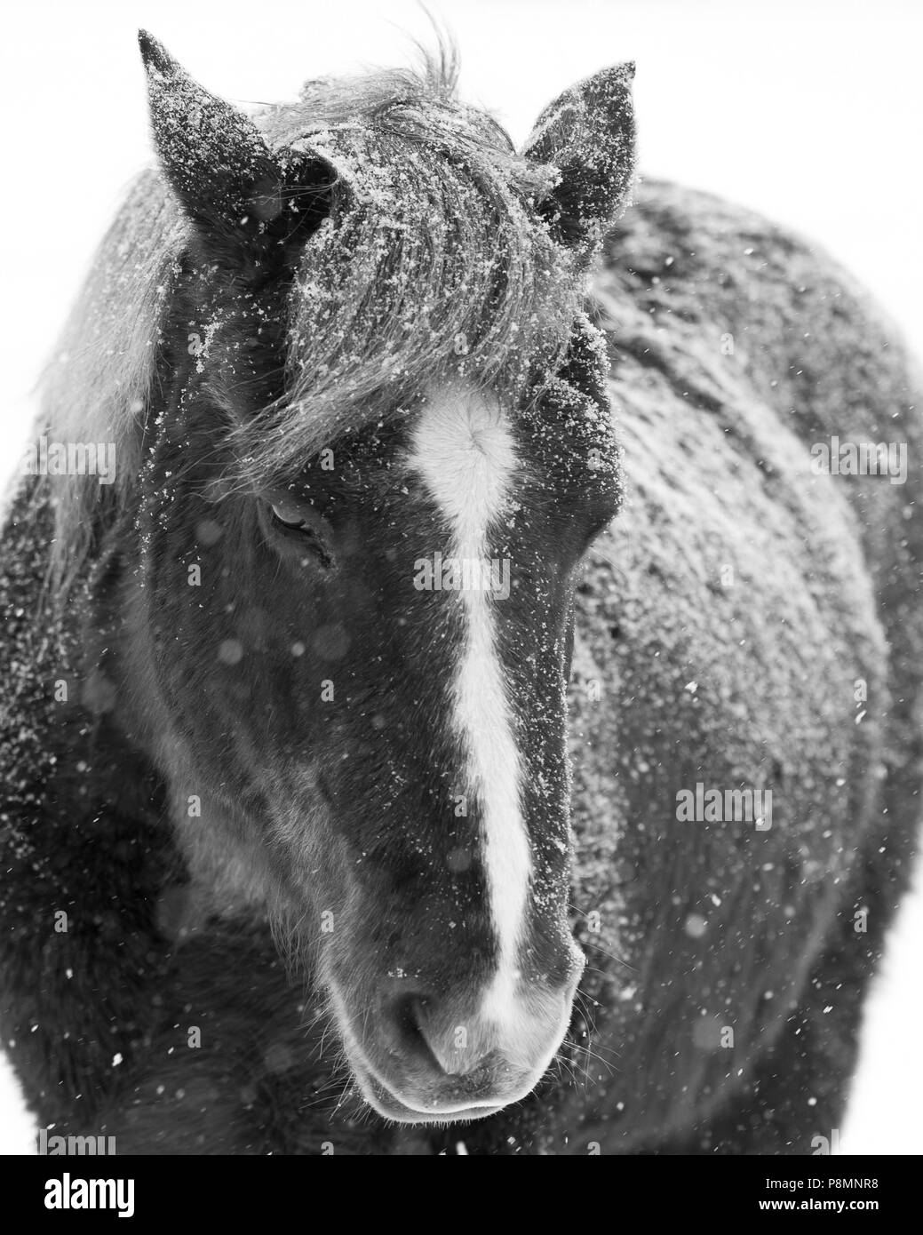 Cavallo innevato nella bufera che sembra stoico e duro Foto Stock