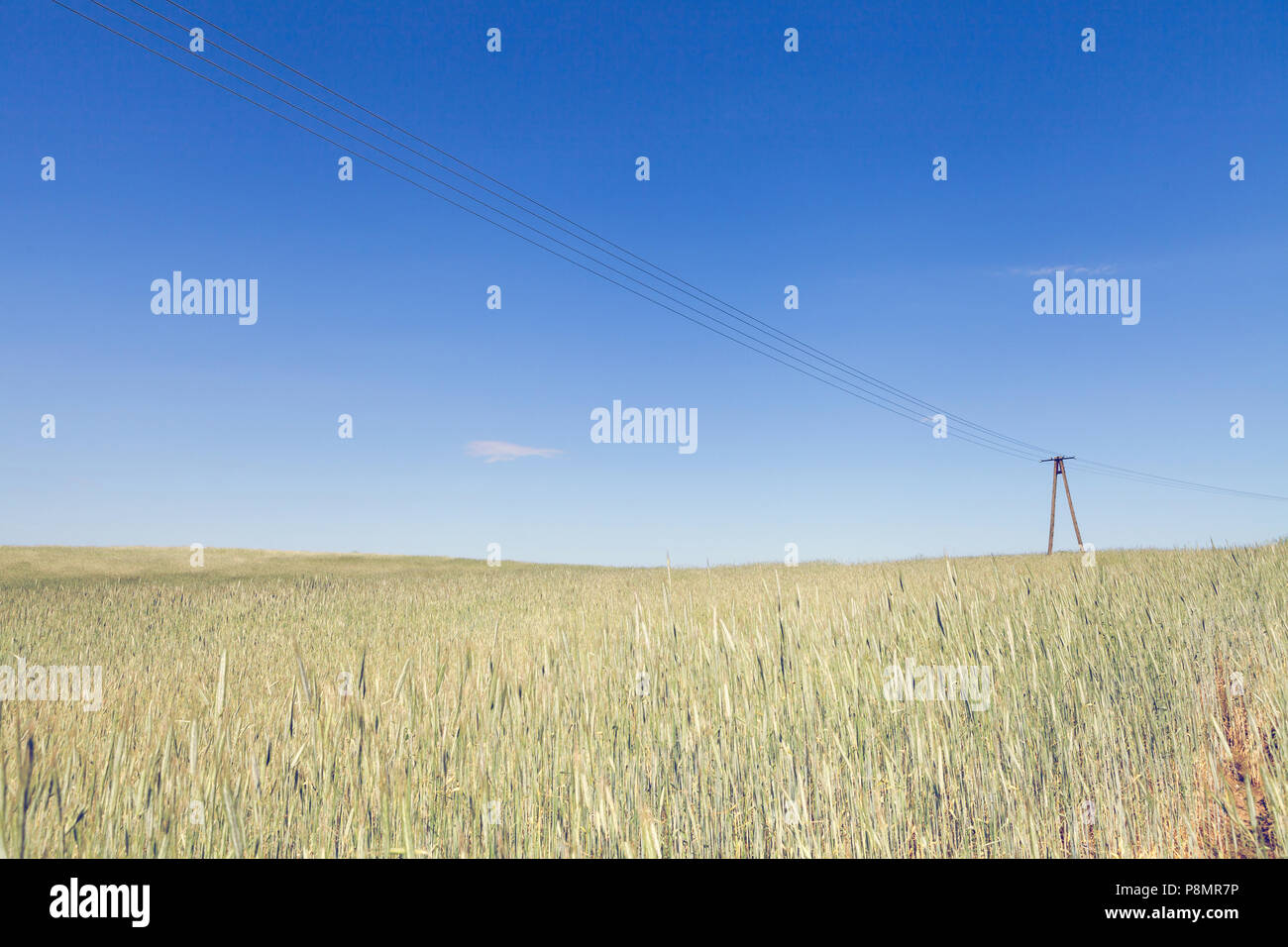 Vecchia linea telefonica sul campo di grano Foto Stock