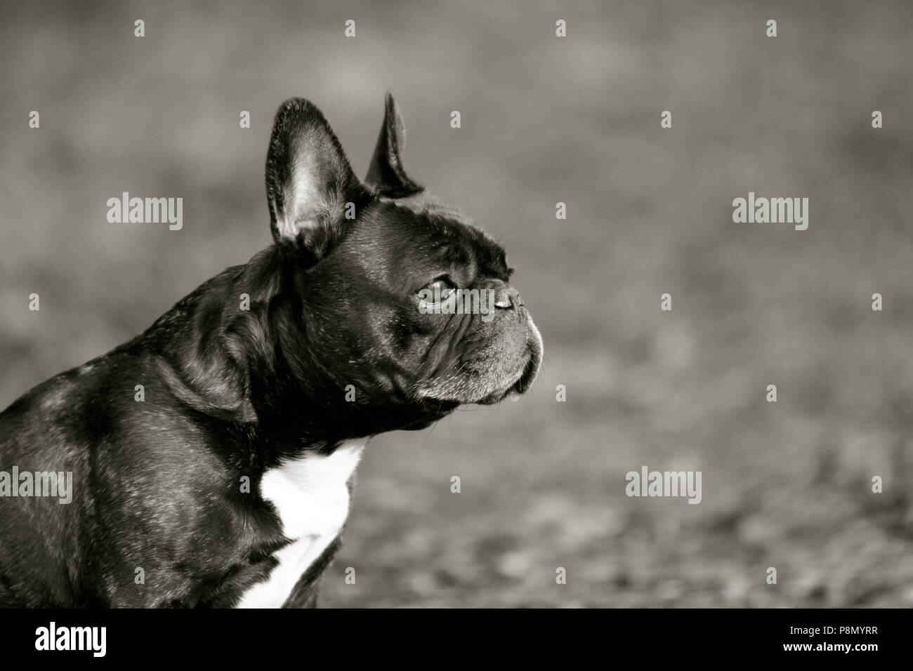 Qualcuno ha fatto clic su una foto di un cucciolo con la sua faccia laterale Foto Stock