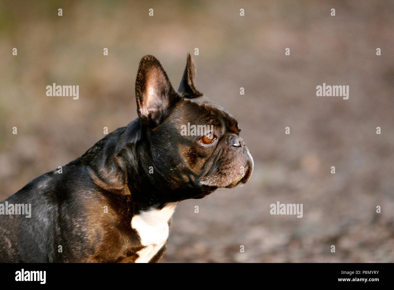 Qualcuno ha fatto clic su una foto di un cucciolo con la sua faccia laterale Foto Stock