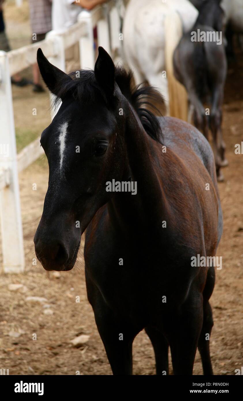 Curioso dark Lipizzaner puledro con la mandria in background Foto Stock