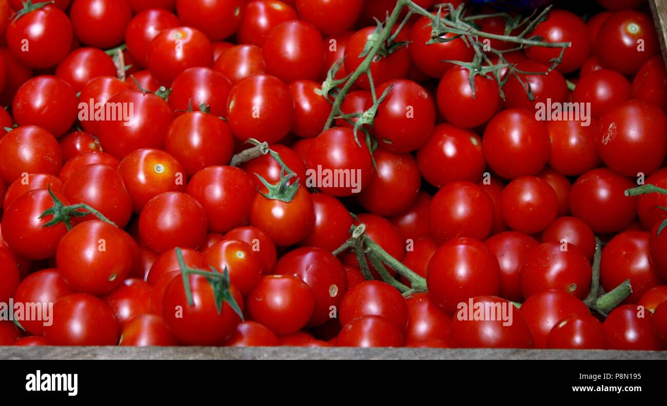 Fattoria fresco organico, pomodori maturati sotto il sole in Italia Foto Stock