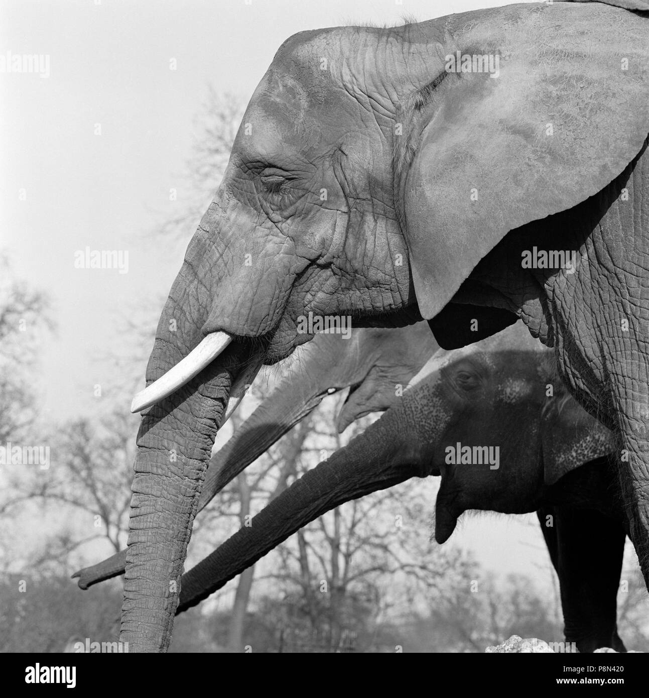 Elefanti, lo Zoo di Londra, Regent's Park, Westminster, London, c1964. Artista: John Gay. Foto Stock