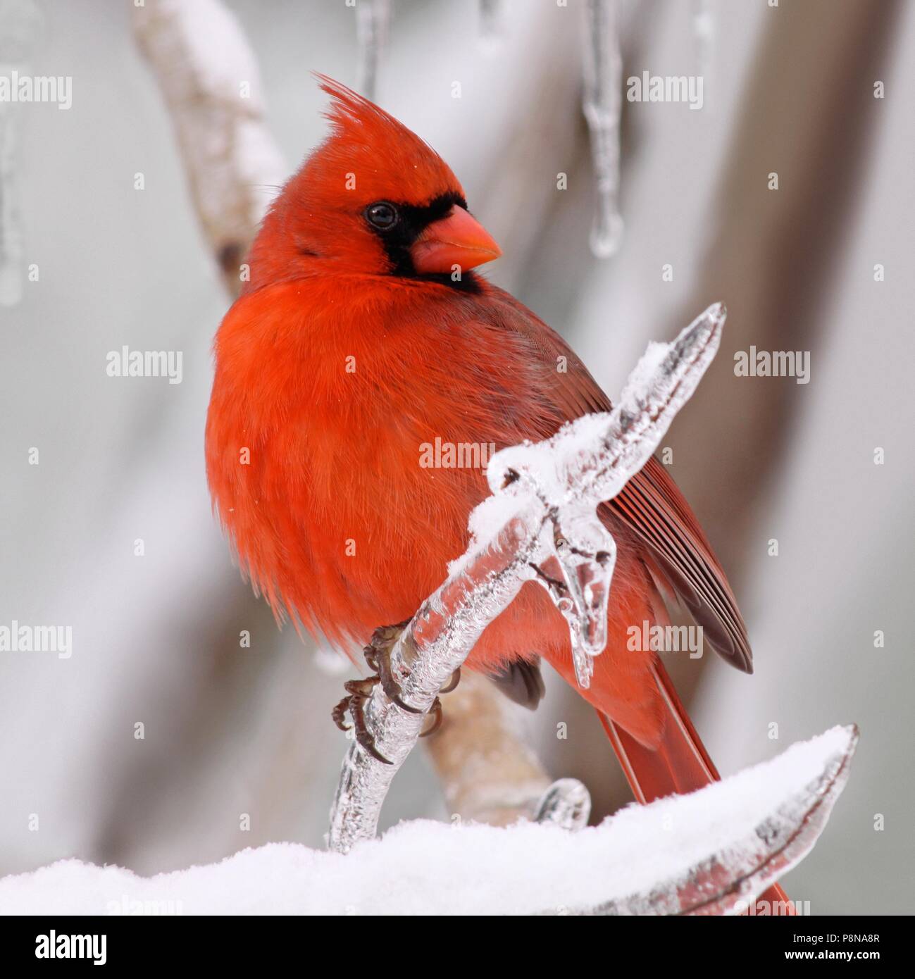 Un suggestivo maschio rosso cardinale posatoi su una coperta di ghiaccio ramo durante una tempesta di ghiaccio. Foto Stock