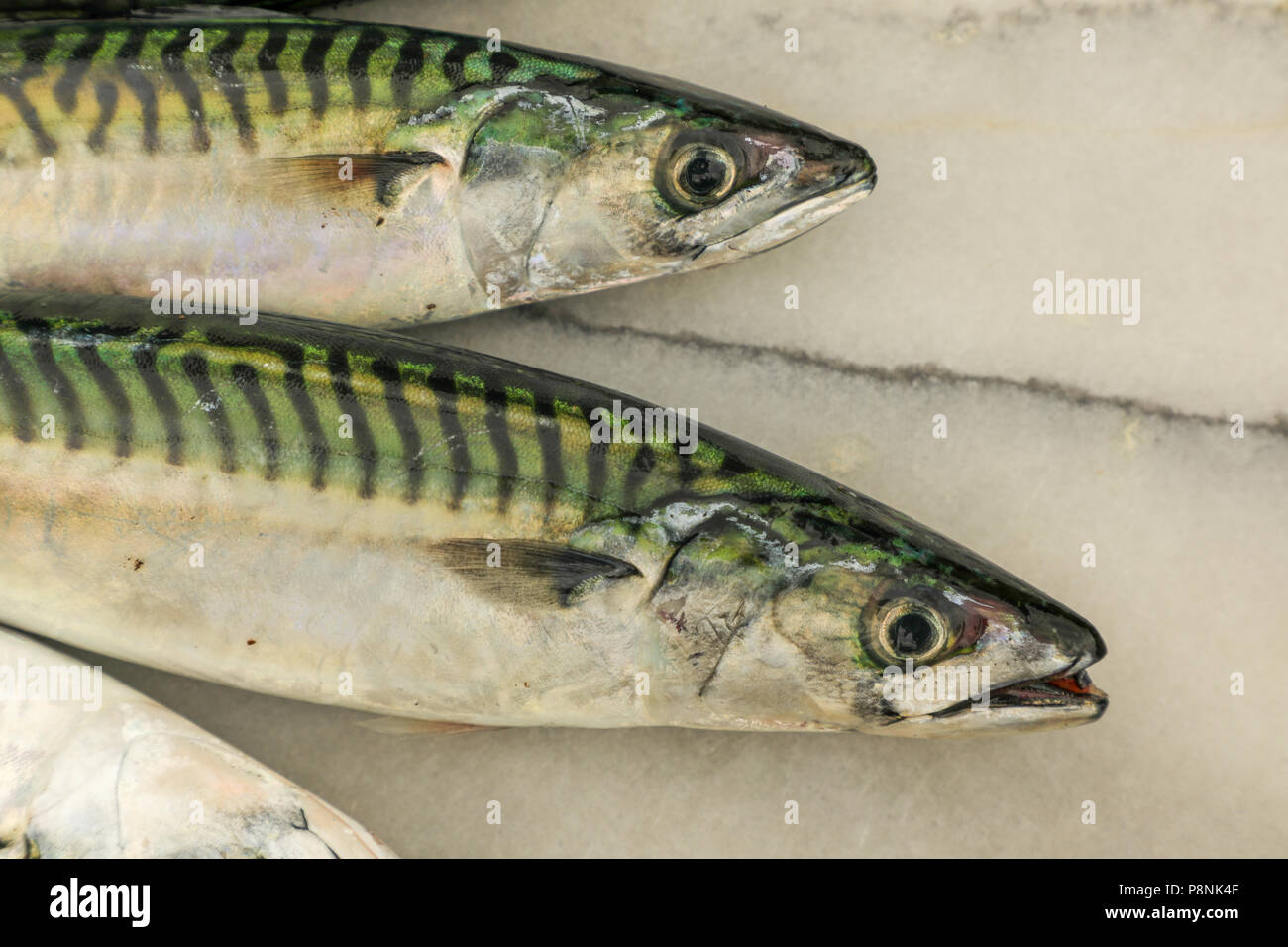 Sgombri freschi di pesce, alta in oli Omega-3 e buona per una dieta sana  Foto stock - Alamy