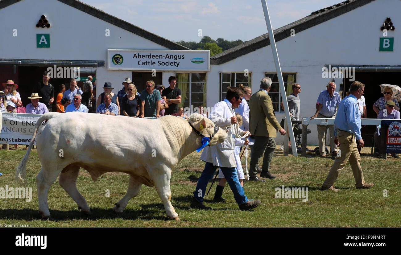 Il grande spettacolo dello Yorkshire, luglio,2018 il grande spettacolo dello Yorkshire è un iconico evento di tre giorni e una delle più importanti manifestazioni del settore agricolo in inglese ca Foto Stock