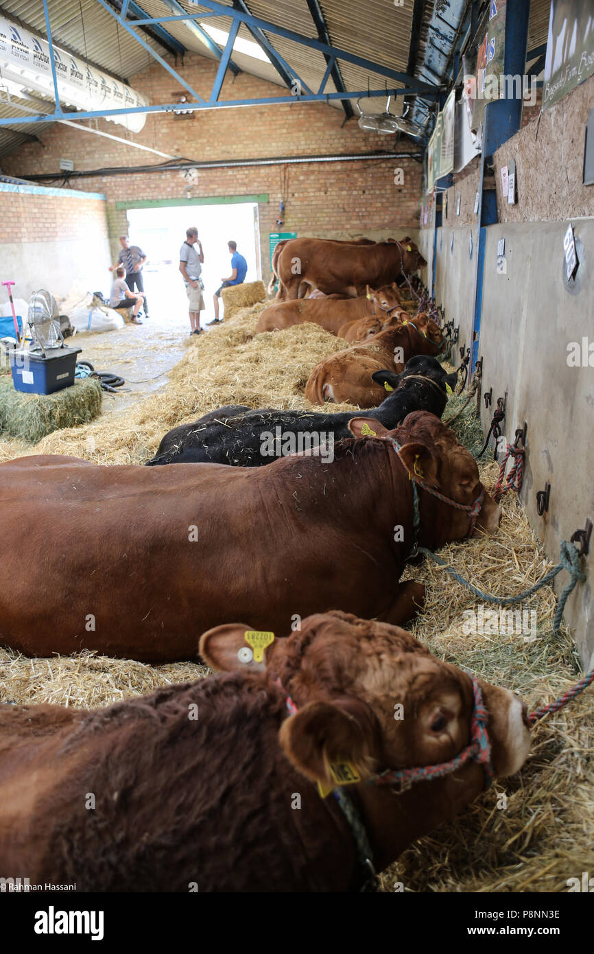 Il grande spettacolo dello Yorkshire, luglio,2018 il grande spettacolo dello Yorkshire è un iconico evento di tre giorni e una delle più importanti manifestazioni del settore agricolo in inglese ca Foto Stock