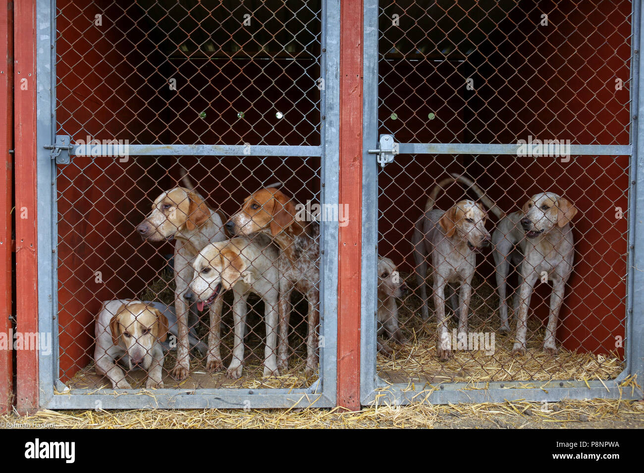 Il grande spettacolo dello Yorkshire, luglio,2018 il grande spettacolo dello Yorkshire è un iconico evento di tre giorni e una delle più importanti manifestazioni del settore agricolo in inglese ca Foto Stock