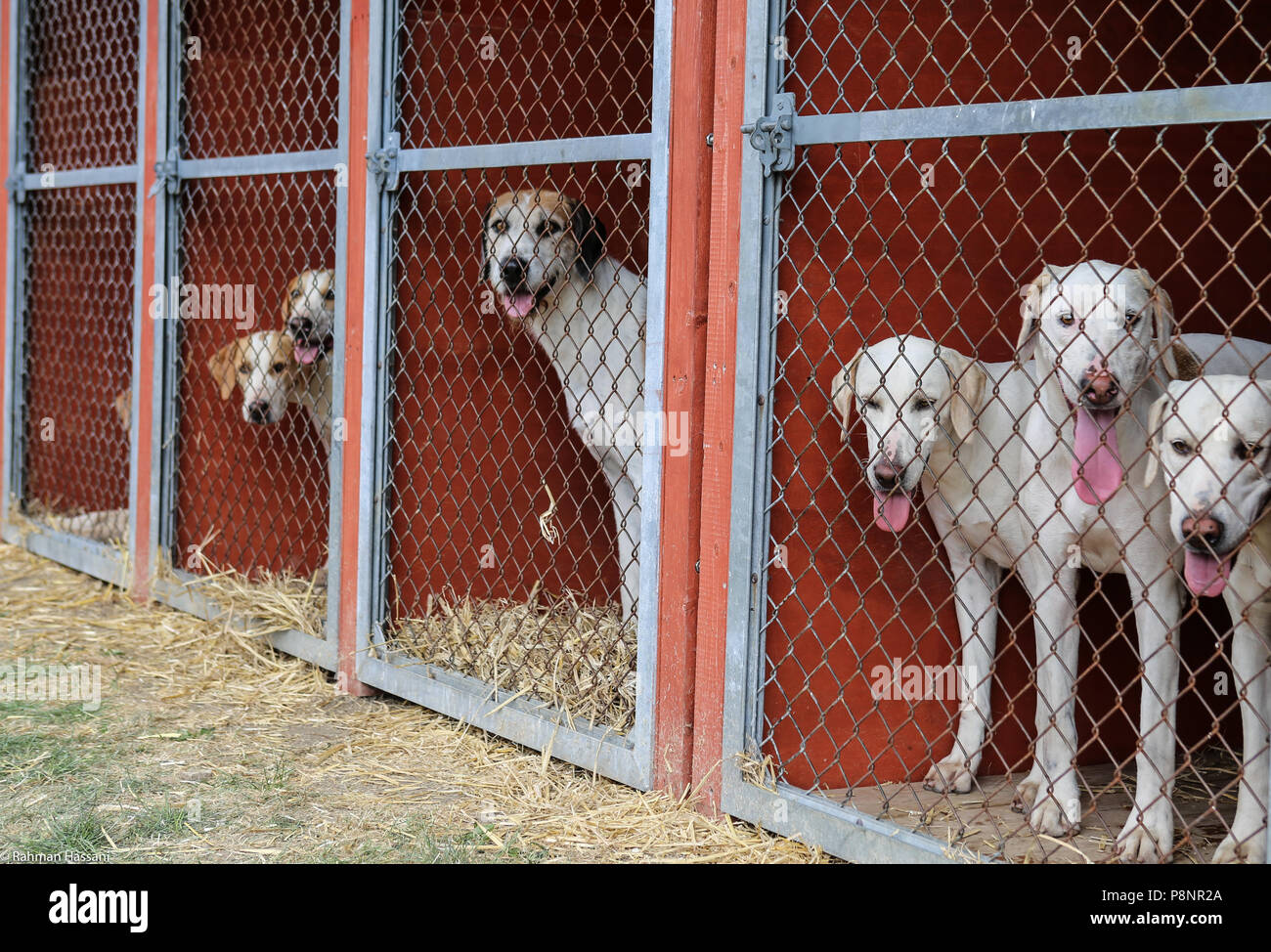 Il grande spettacolo dello Yorkshire, luglio,2018 il grande spettacolo dello Yorkshire è un iconico evento di tre giorni e una delle più importanti manifestazioni del settore agricolo in inglese ca Foto Stock