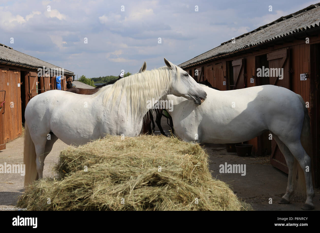 Il grande spettacolo dello Yorkshire, luglio,2018 il grande spettacolo dello Yorkshire è un iconico evento di tre giorni e una delle più importanti manifestazioni del settore agricolo in inglese ca Foto Stock