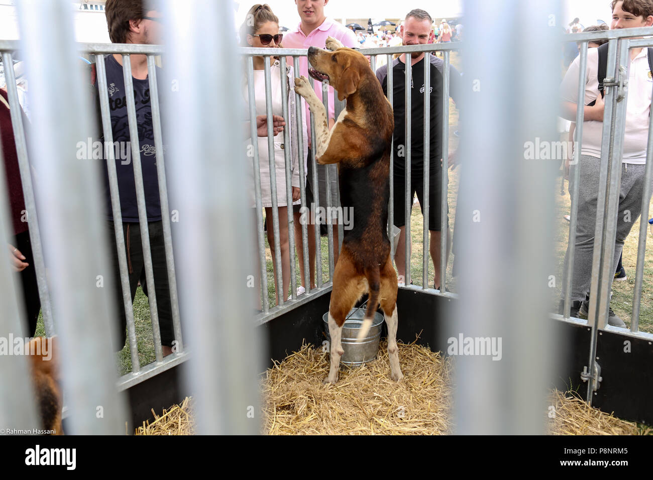 Il grande spettacolo dello Yorkshire, luglio,2018 il grande spettacolo dello Yorkshire è un iconico evento di tre giorni e una delle più importanti manifestazioni del settore agricolo in inglese ca Foto Stock