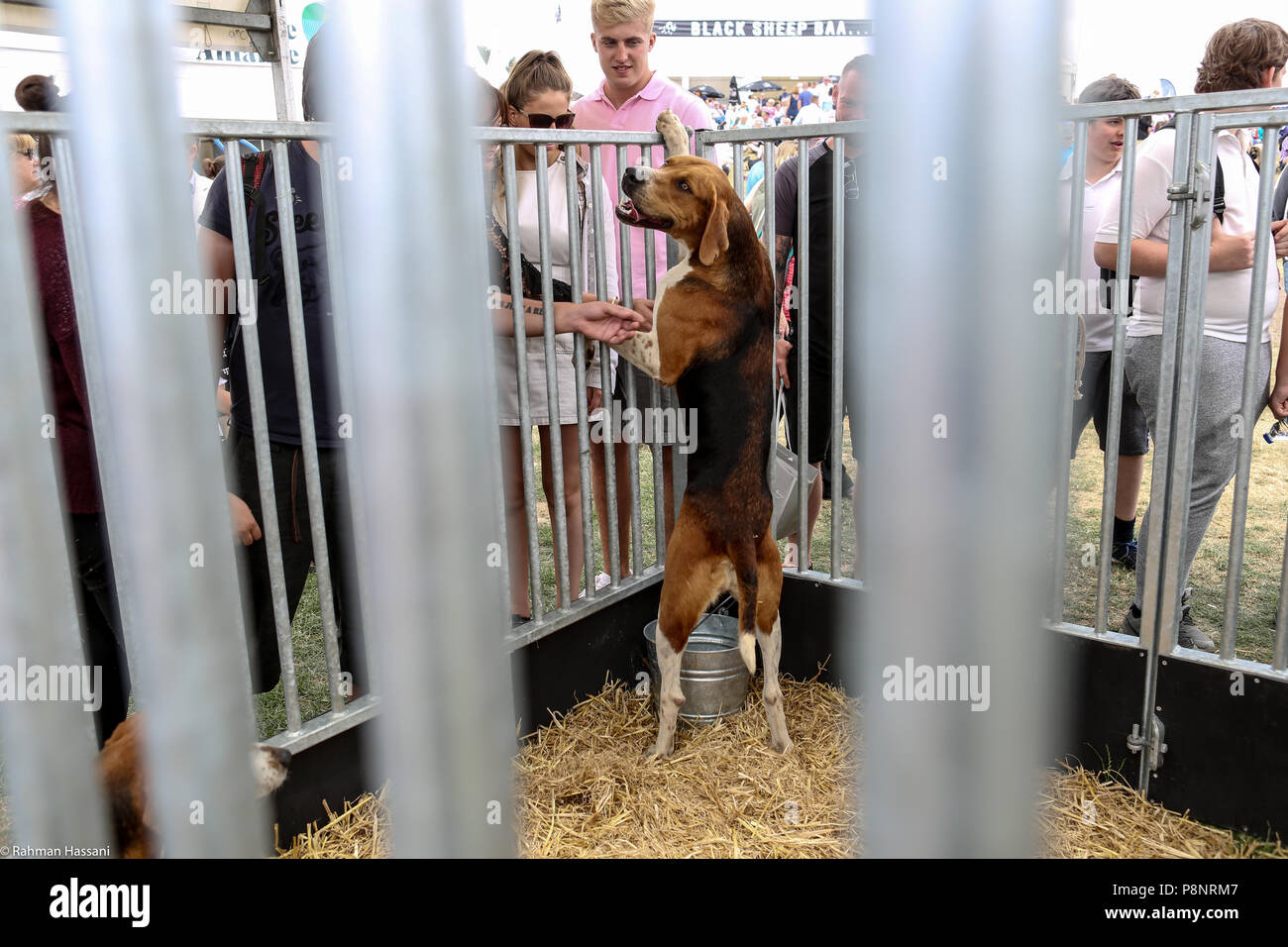 Il grande spettacolo dello Yorkshire, luglio,2018 il grande spettacolo dello Yorkshire è un iconico evento di tre giorni e una delle più importanti manifestazioni del settore agricolo in inglese ca Foto Stock