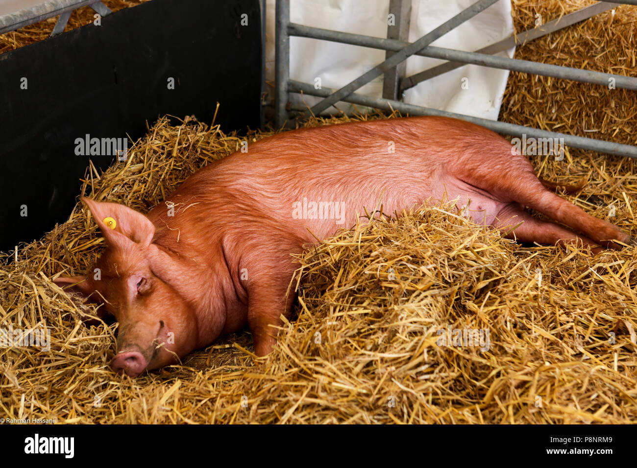 Il grande spettacolo dello Yorkshire, luglio,2018 il grande spettacolo dello Yorkshire è un iconico evento di tre giorni e una delle più importanti manifestazioni del settore agricolo in inglese ca Foto Stock