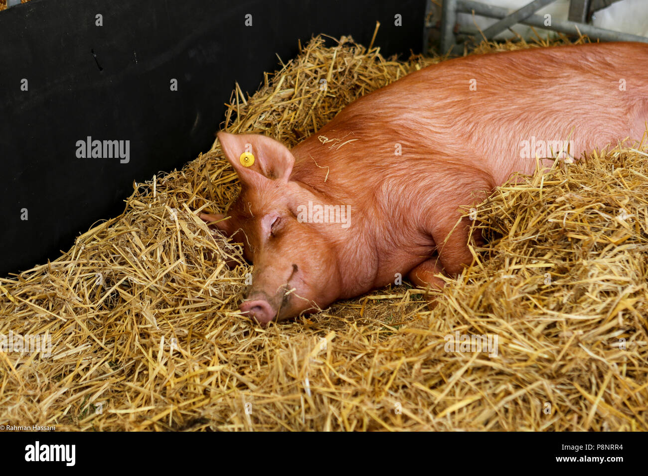 Il grande spettacolo dello Yorkshire, luglio,2018 il grande spettacolo dello Yorkshire è un iconico evento di tre giorni e una delle più importanti manifestazioni del settore agricolo in inglese ca Foto Stock