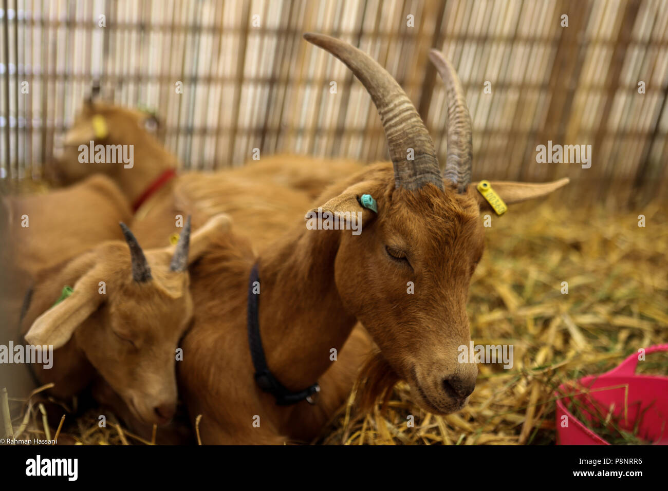 Il grande spettacolo dello Yorkshire, luglio,2018 il grande spettacolo dello Yorkshire è un iconico evento di tre giorni e una delle più importanti manifestazioni del settore agricolo in inglese ca Foto Stock