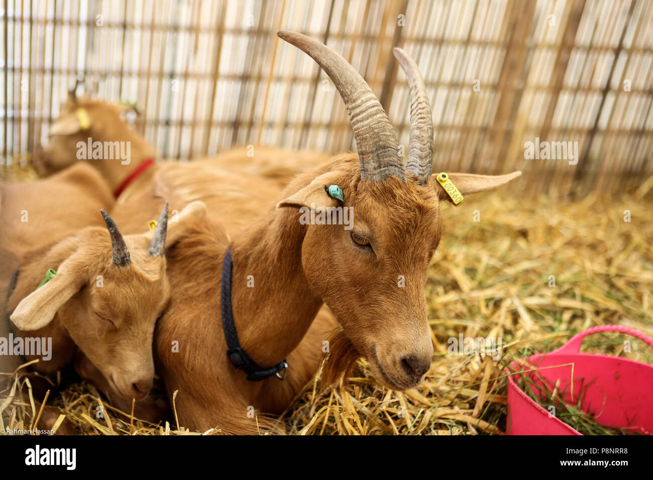 Il grande spettacolo dello Yorkshire, luglio,2018 il grande spettacolo dello Yorkshire è un iconico evento di tre giorni e una delle più importanti manifestazioni del settore agricolo in inglese ca Foto Stock
