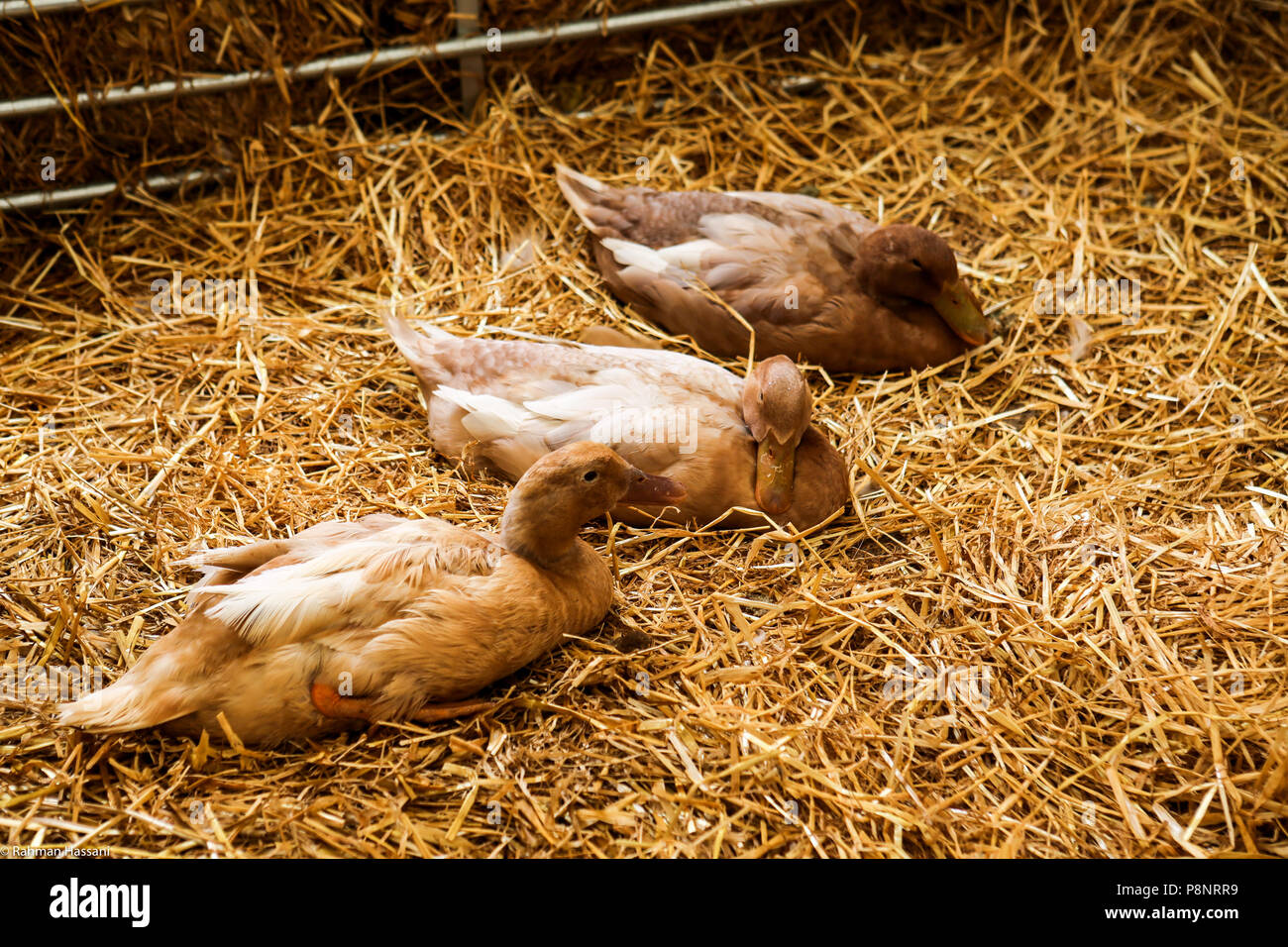 Il grande spettacolo dello Yorkshire, luglio,2018 il grande spettacolo dello Yorkshire è un iconico evento di tre giorni e una delle più importanti manifestazioni del settore agricolo in inglese ca Foto Stock