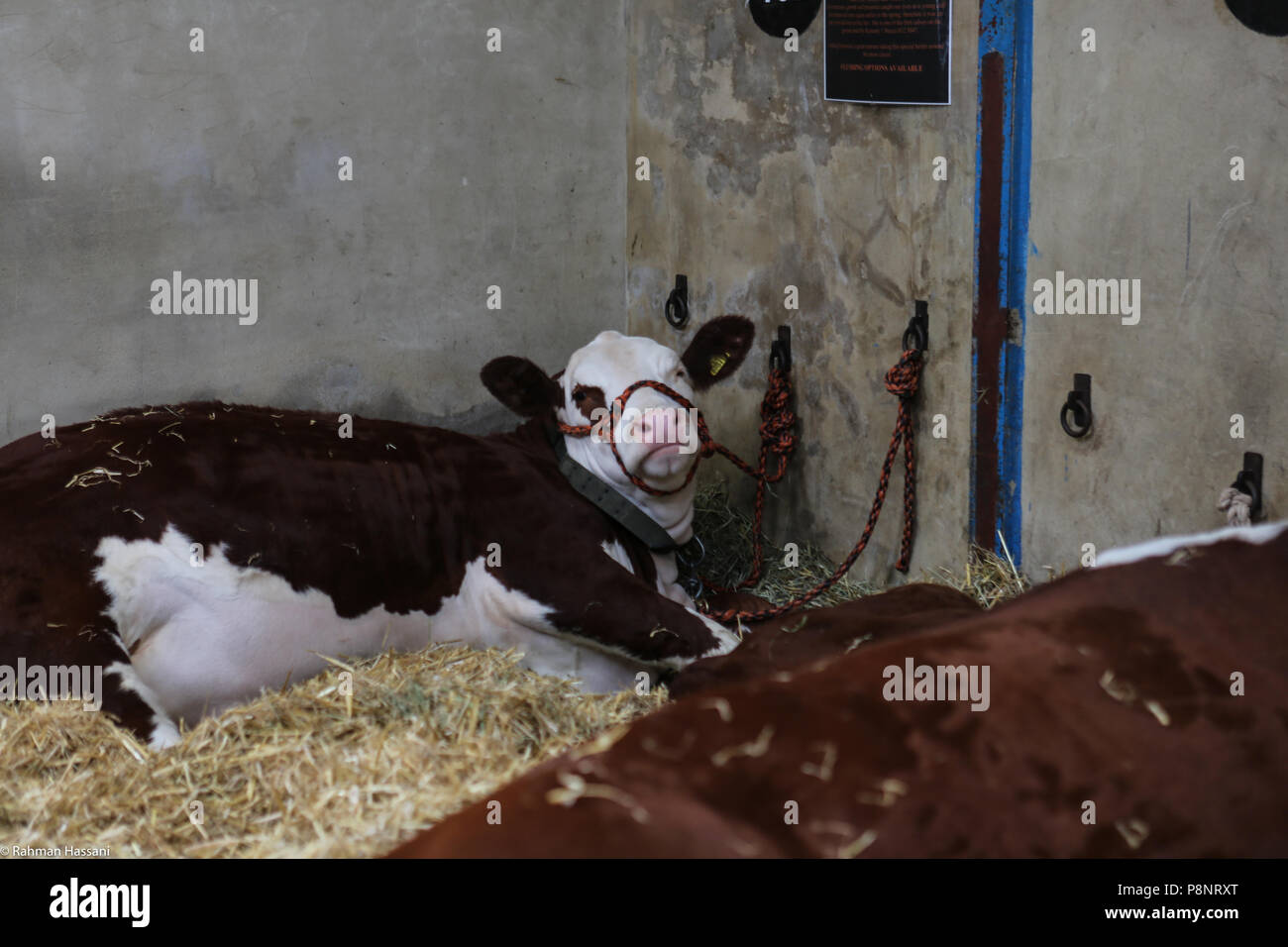 Il grande spettacolo dello Yorkshire, luglio,2018 il grande spettacolo dello Yorkshire è un iconico evento di tre giorni e una delle più importanti manifestazioni del settore agricolo in inglese ca Foto Stock