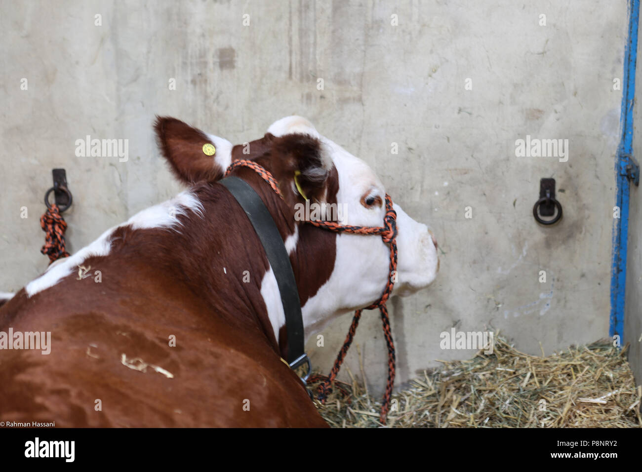 Il grande spettacolo dello Yorkshire, luglio,2018 il grande spettacolo dello Yorkshire è un iconico evento di tre giorni e una delle più importanti manifestazioni del settore agricolo in inglese ca Foto Stock