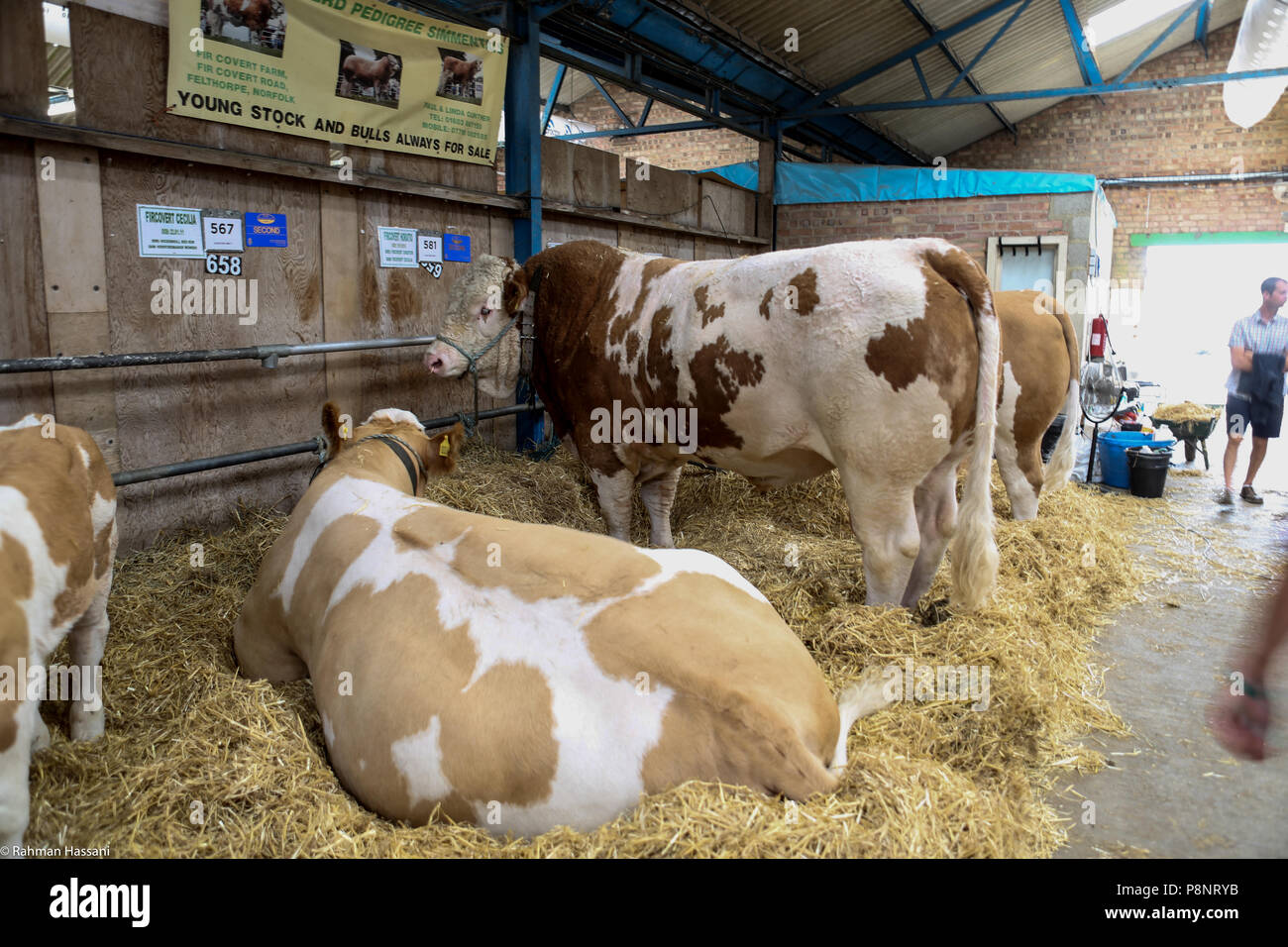 Il grande spettacolo dello Yorkshire, luglio,2018 il grande spettacolo dello Yorkshire è un iconico evento di tre giorni e una delle più importanti manifestazioni del settore agricolo in inglese ca Foto Stock