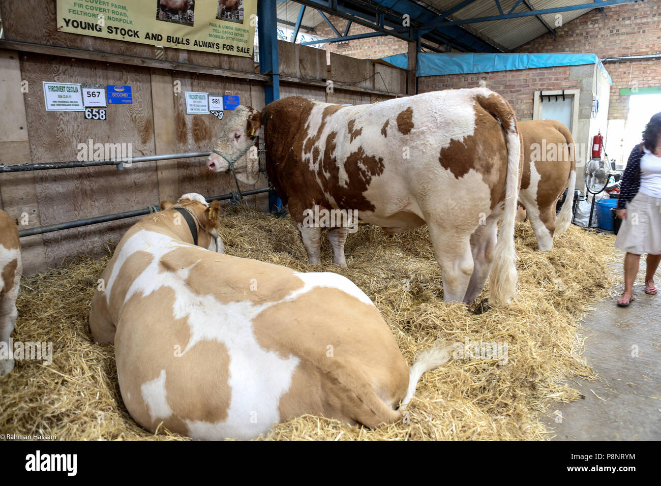 Il grande spettacolo dello Yorkshire, luglio,2018 il grande spettacolo dello Yorkshire è un iconico evento di tre giorni e una delle più importanti manifestazioni del settore agricolo in inglese ca Foto Stock
