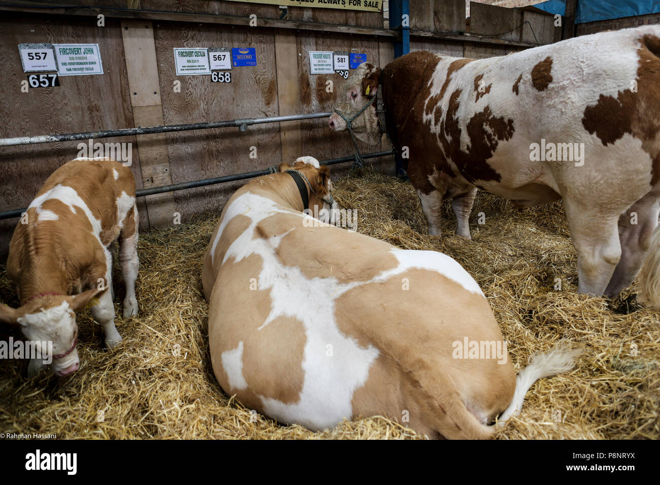 Il grande spettacolo dello Yorkshire, luglio,2018 il grande spettacolo dello Yorkshire è un iconico evento di tre giorni e una delle più importanti manifestazioni del settore agricolo in inglese ca Foto Stock
