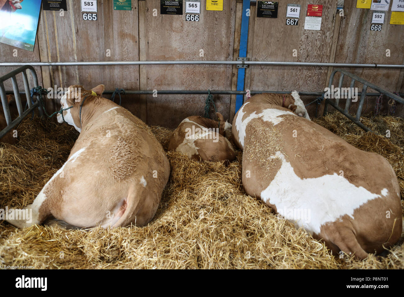 Il grande spettacolo dello Yorkshire, luglio,2018 il grande spettacolo dello Yorkshire è un iconico evento di tre giorni e una delle più importanti manifestazioni del settore agricolo in inglese ca Foto Stock