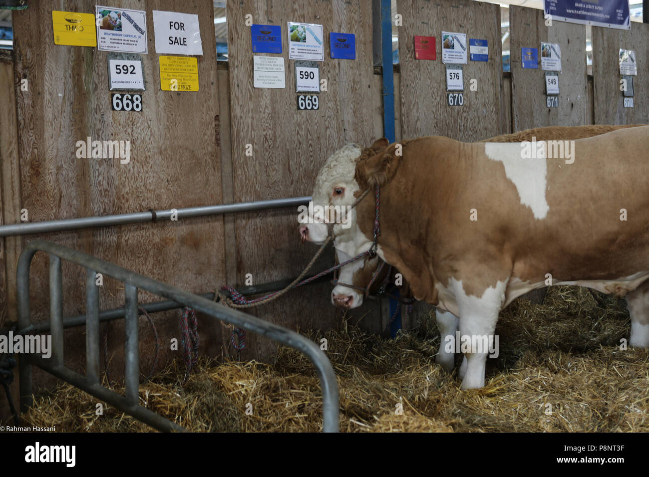 Il grande spettacolo dello Yorkshire, luglio,2018 il grande spettacolo dello Yorkshire è un iconico evento di tre giorni e una delle più importanti manifestazioni del settore agricolo in inglese ca Foto Stock