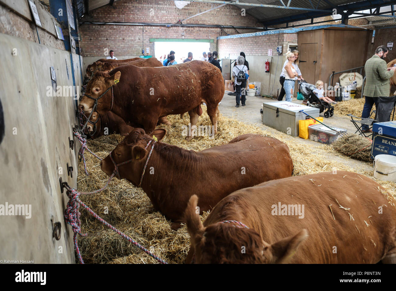 Il grande spettacolo dello Yorkshire, luglio,2018 il grande spettacolo dello Yorkshire è un iconico evento di tre giorni e una delle più importanti manifestazioni del settore agricolo in inglese ca Foto Stock