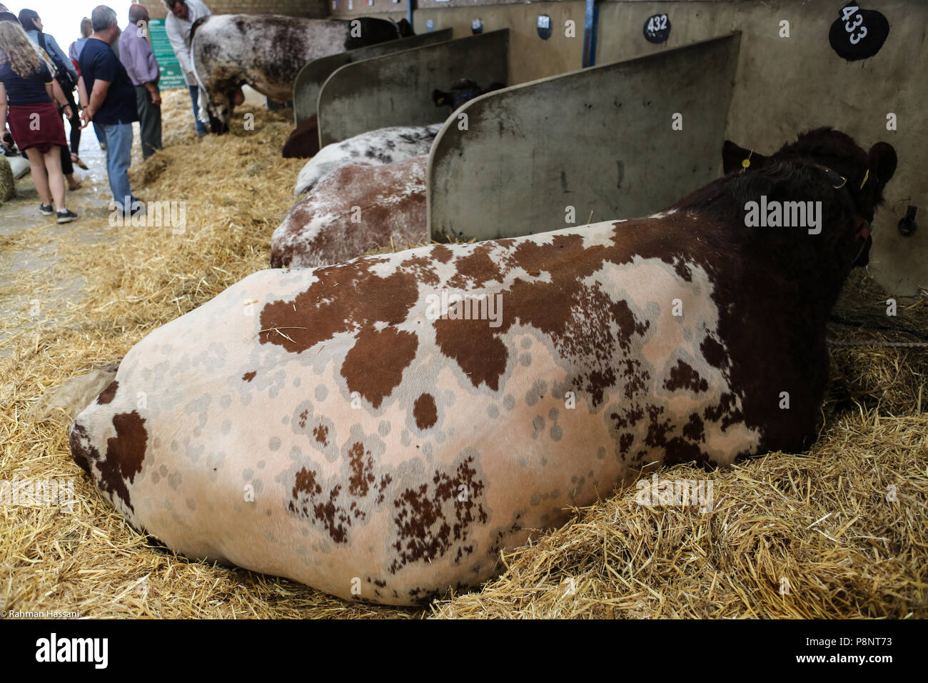 Il grande spettacolo dello Yorkshire, luglio,2018 il grande spettacolo dello Yorkshire è un iconico evento di tre giorni e una delle più importanti manifestazioni del settore agricolo in inglese ca Foto Stock