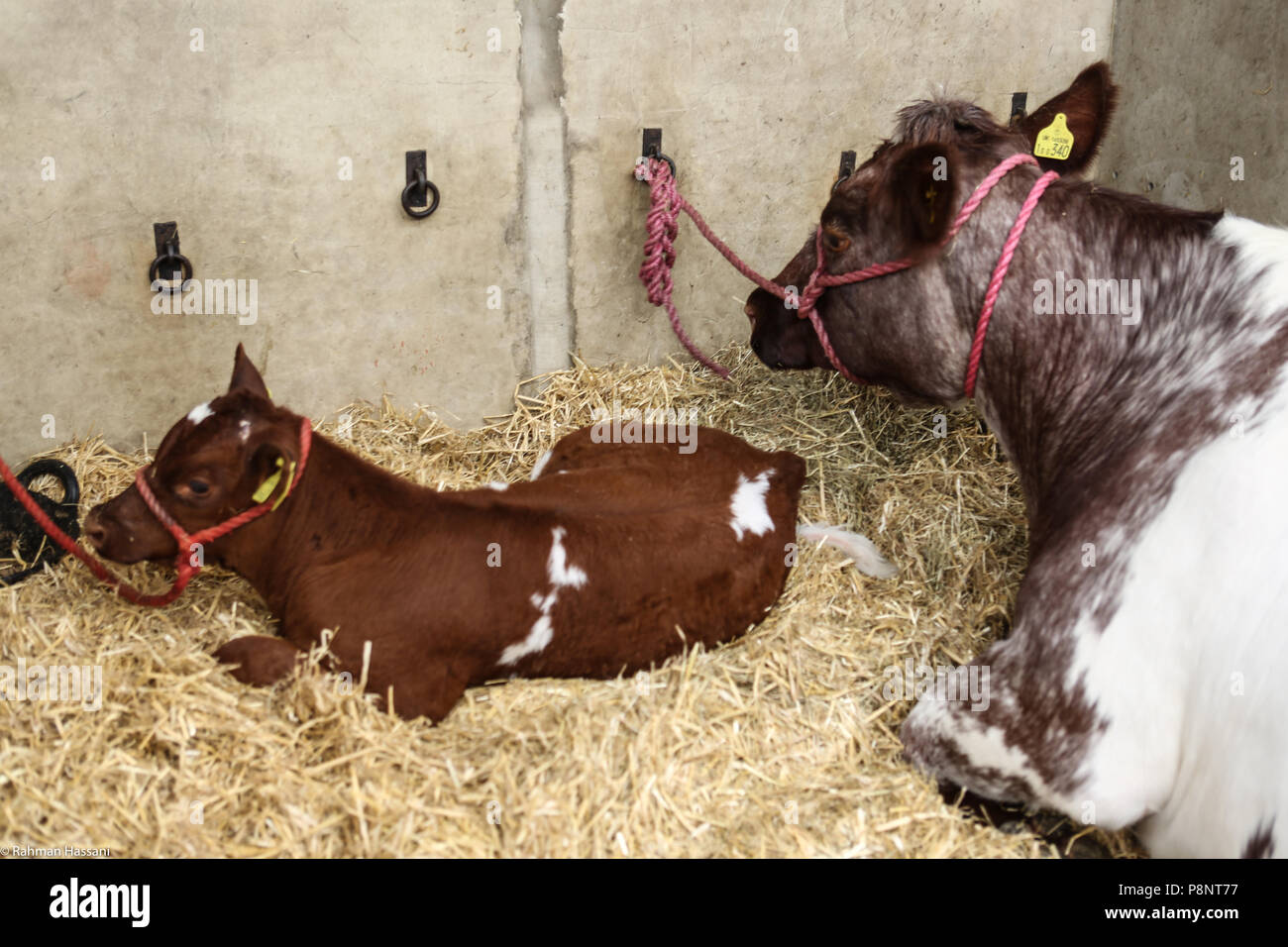 Il grande spettacolo dello Yorkshire, luglio,2018 il grande spettacolo dello Yorkshire è un iconico evento di tre giorni e una delle più importanti manifestazioni del settore agricolo in inglese ca Foto Stock