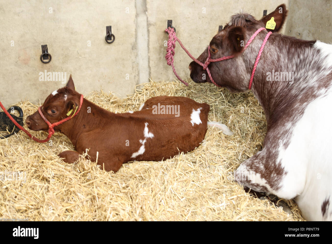 Il grande spettacolo dello Yorkshire, luglio,2018 il grande spettacolo dello Yorkshire è un iconico evento di tre giorni e una delle più importanti manifestazioni del settore agricolo in inglese ca Foto Stock