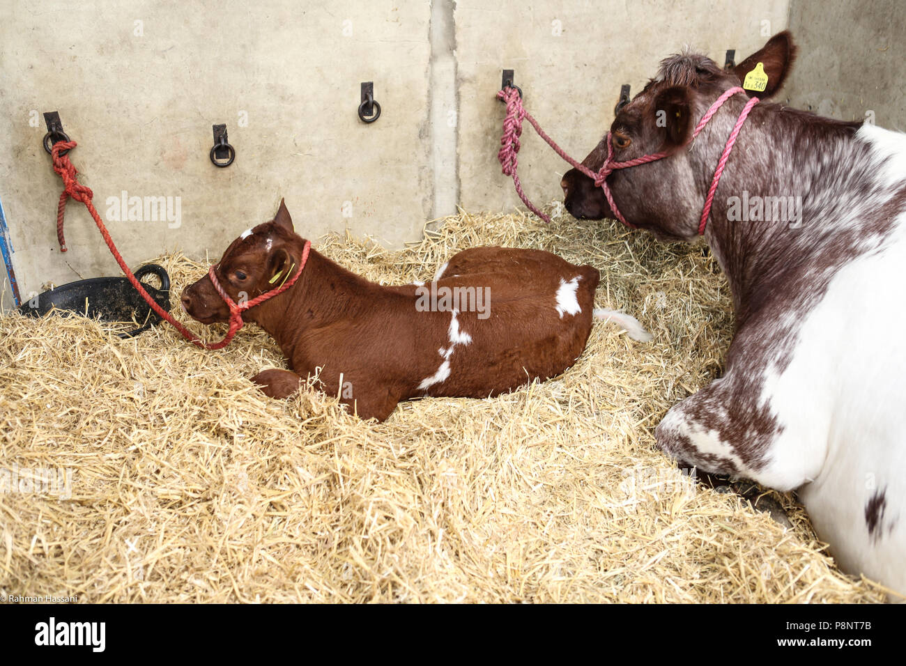 Il grande spettacolo dello Yorkshire, luglio,2018 il grande spettacolo dello Yorkshire è un iconico evento di tre giorni e una delle più importanti manifestazioni del settore agricolo in inglese ca Foto Stock