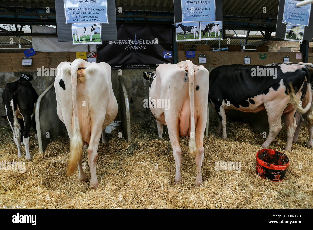 Il grande spettacolo dello Yorkshire, luglio,2018 il grande spettacolo dello Yorkshire è un iconico evento di tre giorni e una delle più importanti manifestazioni del settore agricolo in inglese ca Foto Stock