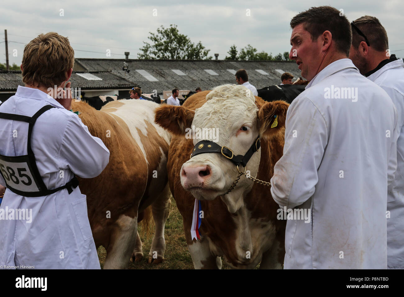 Il grande spettacolo dello Yorkshire, luglio,2018 il grande spettacolo dello Yorkshire è un iconico evento di tre giorni e una delle più importanti manifestazioni del settore agricolo in inglese ca Foto Stock