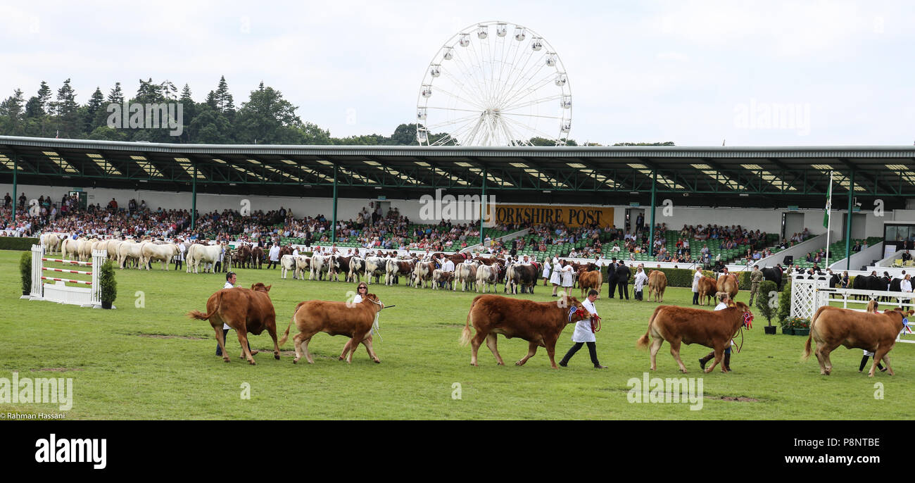 Il grande spettacolo dello Yorkshire, luglio,2018 il grande spettacolo dello Yorkshire è un iconico evento di tre giorni e una delle più importanti manifestazioni del settore agricolo in inglese ca Foto Stock