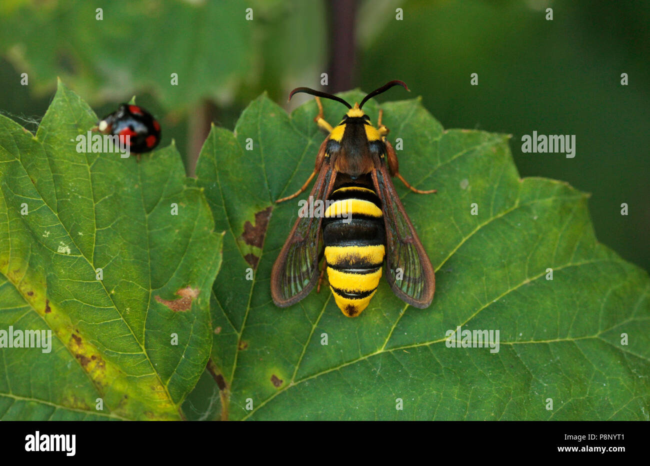 Hornet Moth in appoggio al giorno su una foglia. Foto Stock