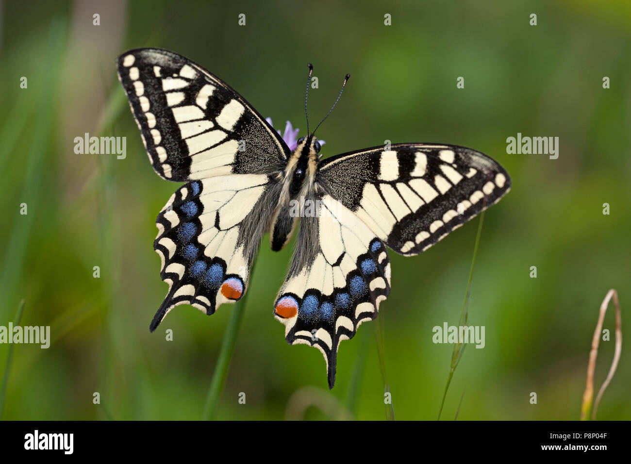 Il vecchio mondo coda forcuta (Papilio machaon) crogiolarsi al sole Foto Stock